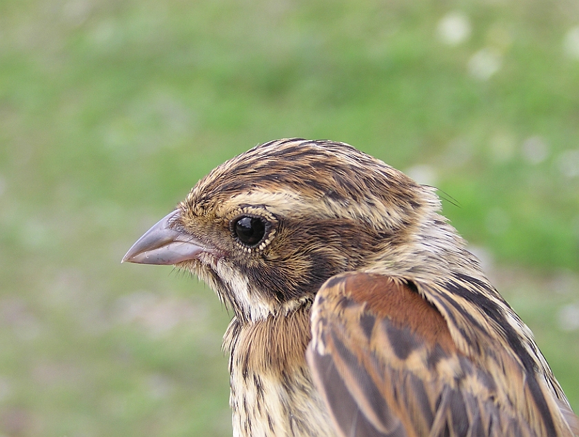 Common Reed Bunting, Sundre 20050729